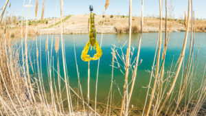 pond fishing midwest largemouth bass strike king rage craw snapping turtle pond bank fishing reeds