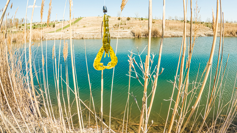 pond fishing midwest largemouth bass strike king rage craw snapping turtle pond bank fishing reeds