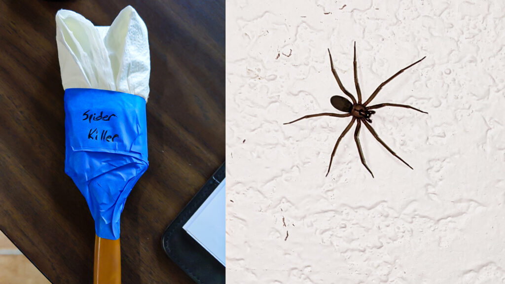AJ Hauser Moving to Arkansas Shop Property Move recluse spider
